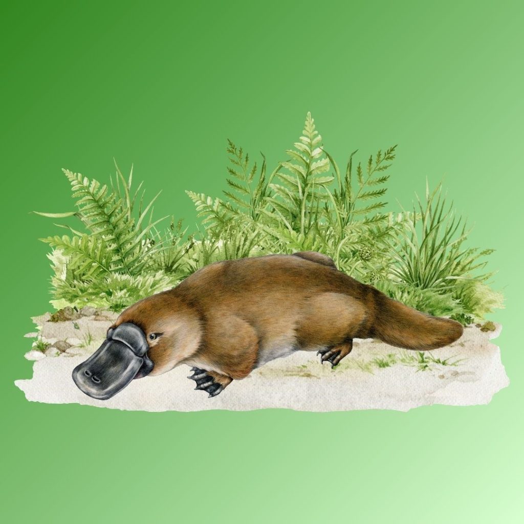 Il·lustració Ornitorrinc